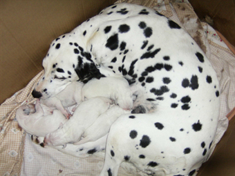 Dalmatien - septembre 2006