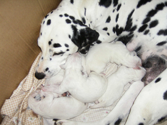Dalmatien - septembre 2006