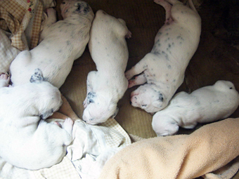 Bébés dalmatien - septembre 2006