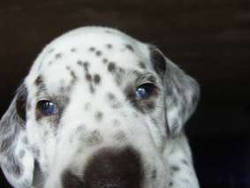 Dalmatien - septembre 2006