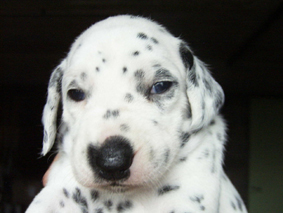 Dalmatien - septembre 2006