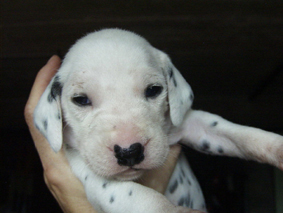 Bébés dalmatien - septembre 2006