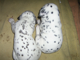 Dalmatien - septembre 2006