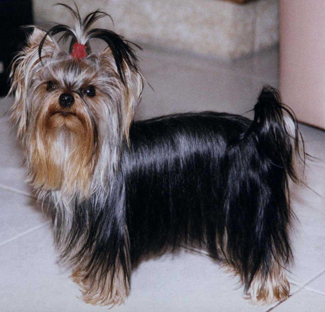 Samy de Contadomag, Yorkshire terrier