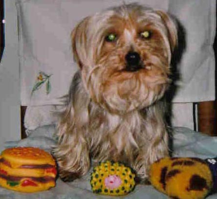 Mircka, Yorkshire terrier